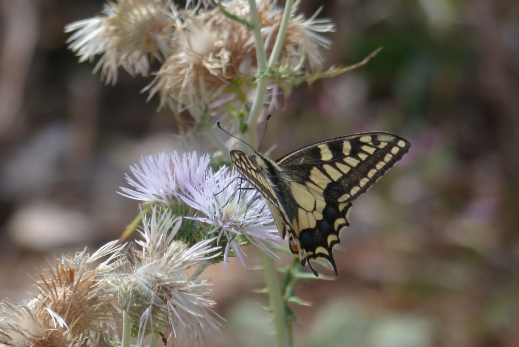 Papilio machaon